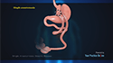 Digestive system illustration